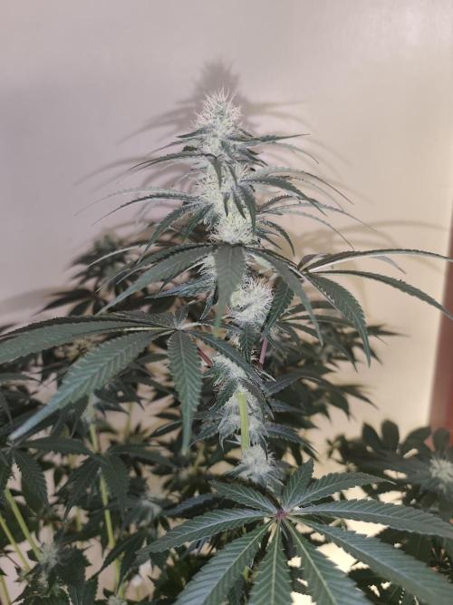 GrowerPrašivec. Week 11
