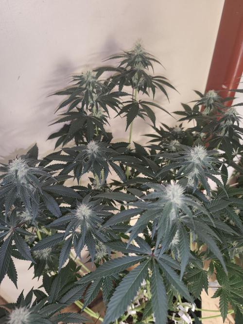 GrowerPrašivec. Week 11
