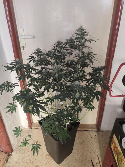 GrowerPrašivec. Week 11