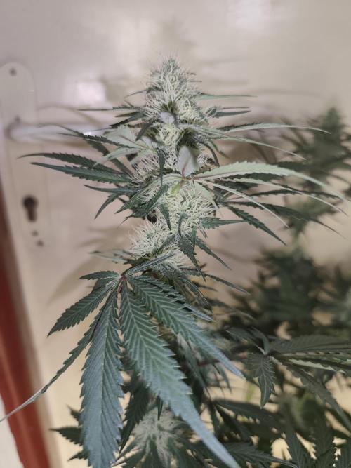 GrowerPrašivec. Week 11