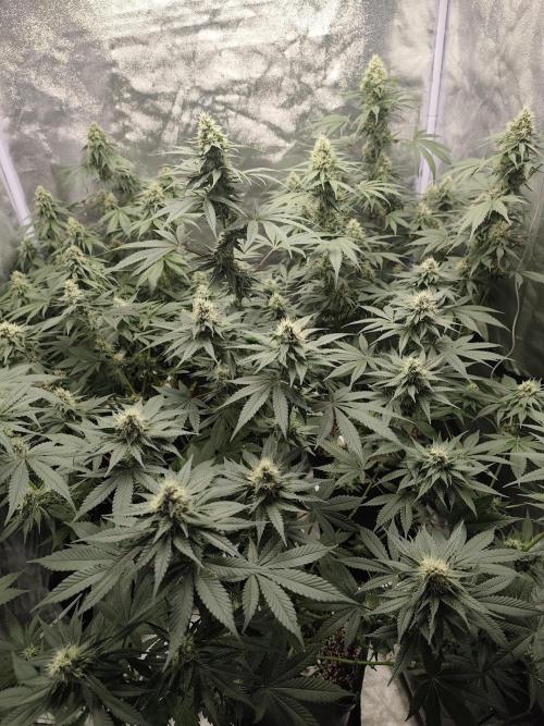GrowerPrašivec. Week 12