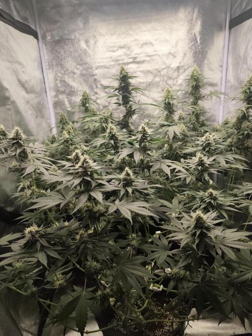 GrowerPrašivec. Week 12