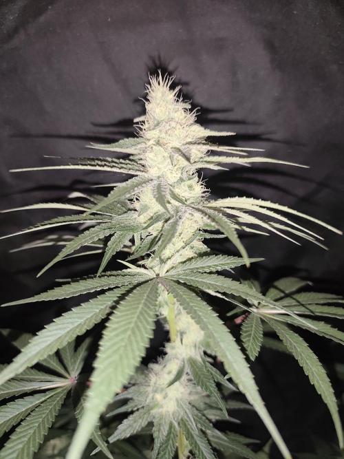 GrowerPrašivec. Week 12