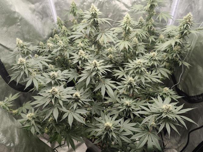 GrowerPrašivec. Week 12