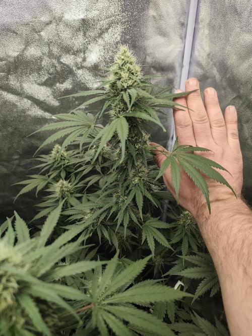 GrowerPrašivec. Week 12