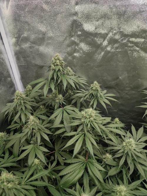 GrowerPrašivec. Week 12
