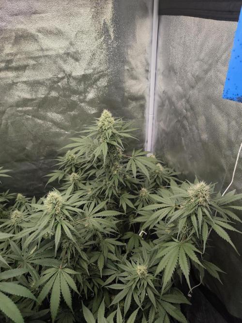 GrowerPrašivec. Week 12