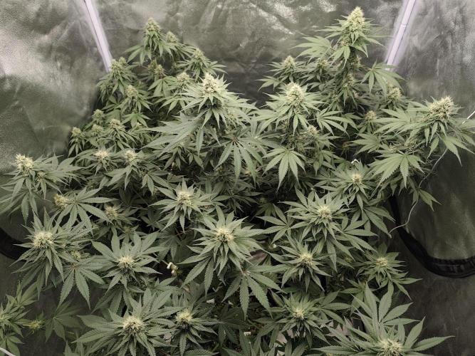 GrowerPrašivec. Week 12