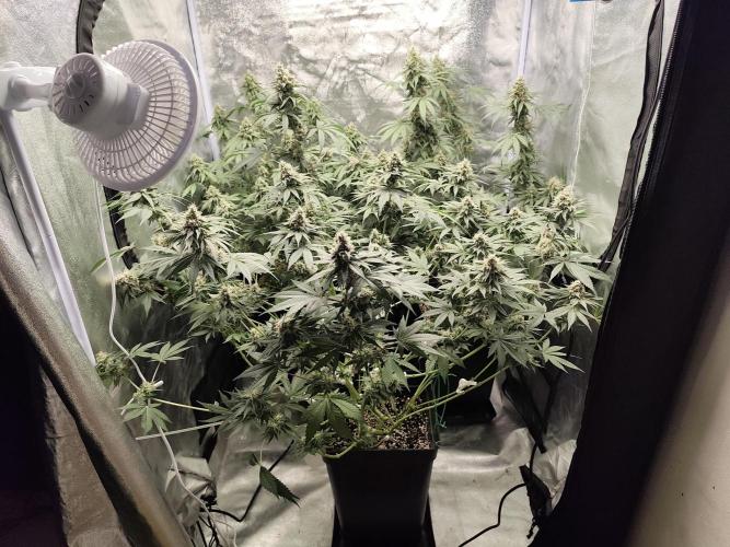 GrowerPrašivec. Week 13