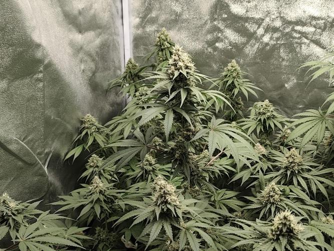 GrowerPrašivec. Week 13