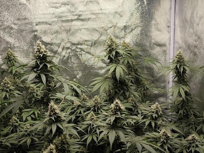 GrowerPrašivec. Week 13