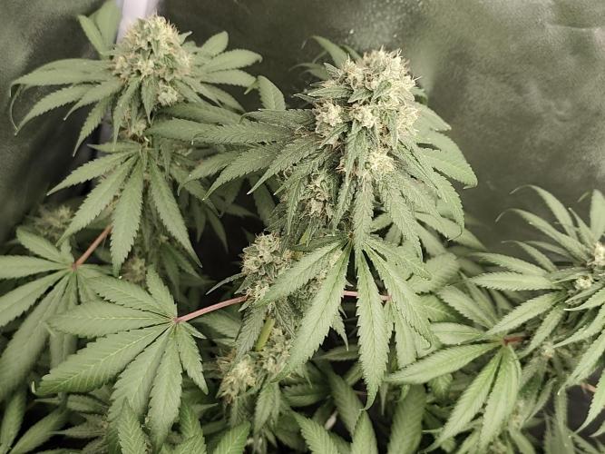 GrowerPrašivec. Week 13