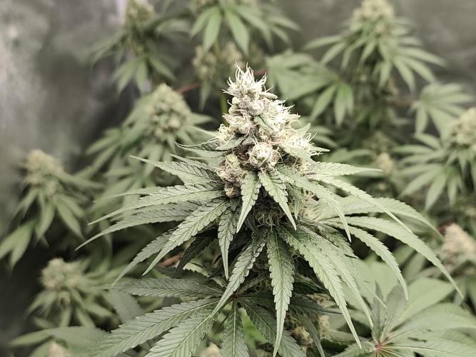 GrowerPrašivec. Week 13
