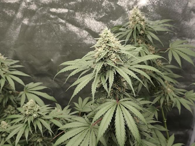 GrowerPrašivec. Week 13
