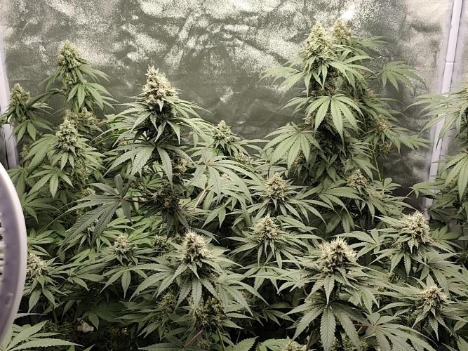 GrowerPrašivec. Week 13