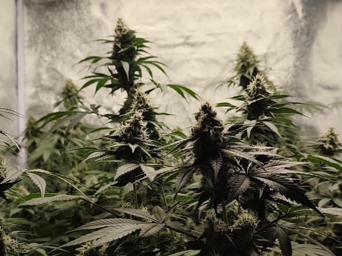 GrowerPrašivec. Week 13