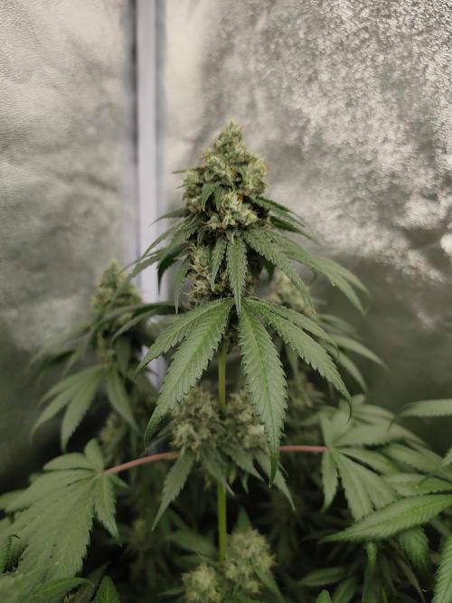 GrowerPrašivec. Week 13