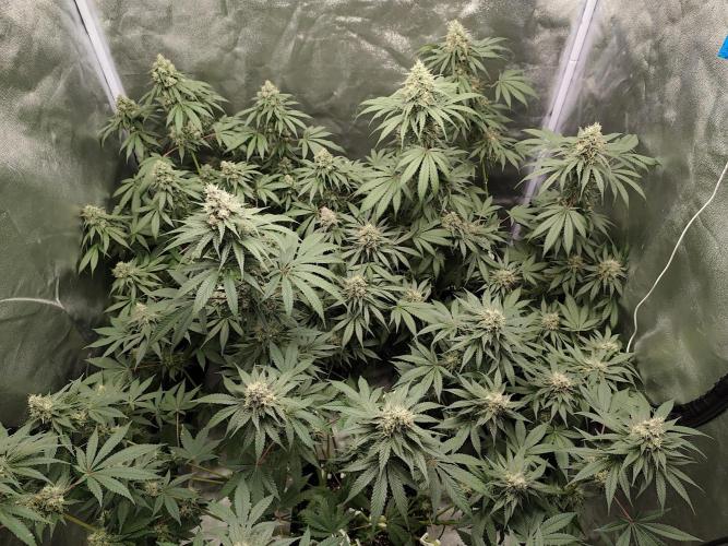 GrowerPrašivec. Week 13