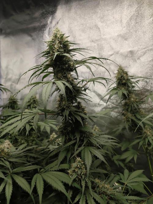 GrowerPrašivec. Week 13