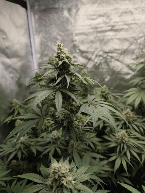 GrowerPrašivec. Week 13