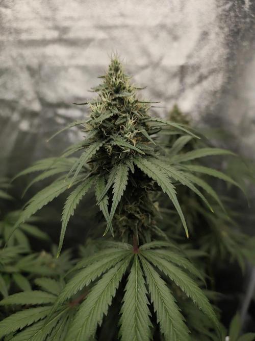 GrowerPrašivec. Week 13