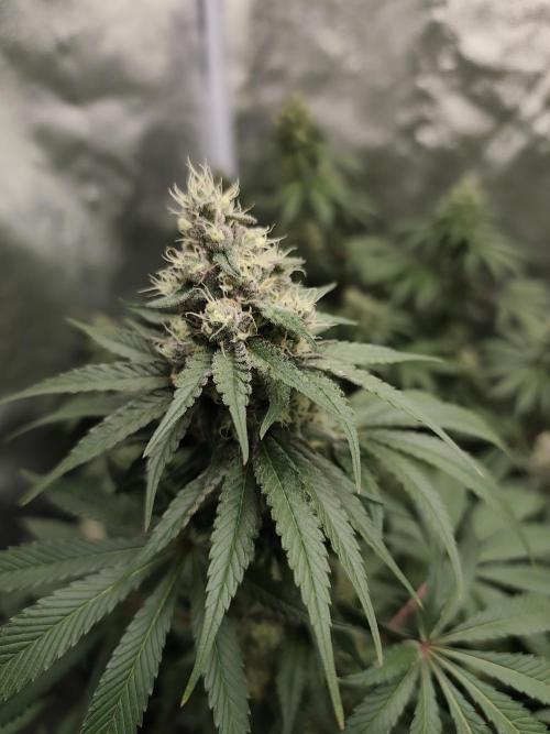 GrowerPrašivec. Week 13