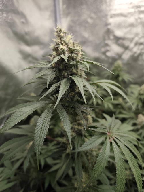 GrowerPrašivec. Week 13