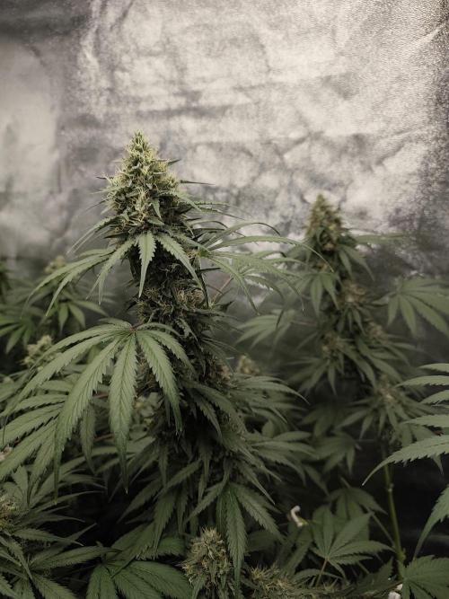 GrowerPrašivec. Week 13