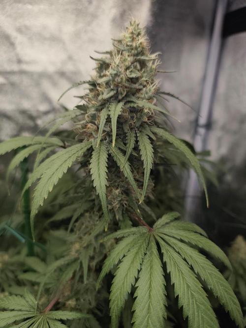 GrowerPrašivec. Week 14