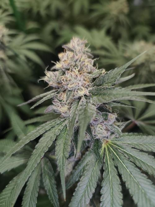 GrowerPrašivec. Week 14