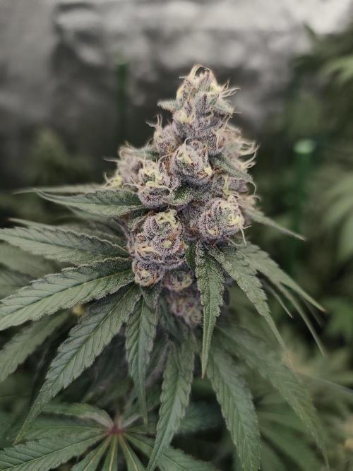 GrowerPrašivec. Week 14