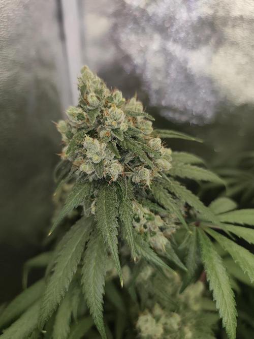 GrowerPrašivec. Week 14