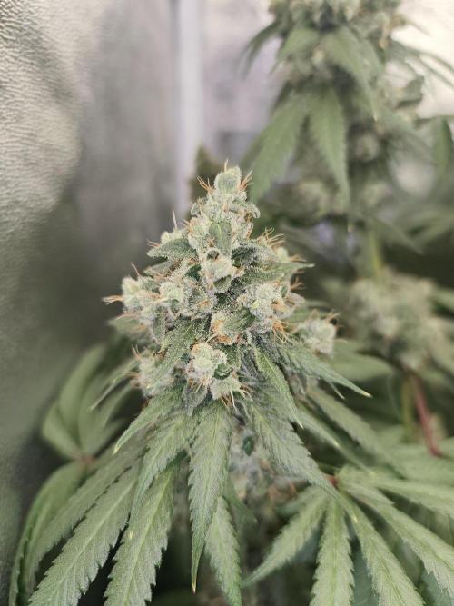 GrowerPrašivec. Week 14