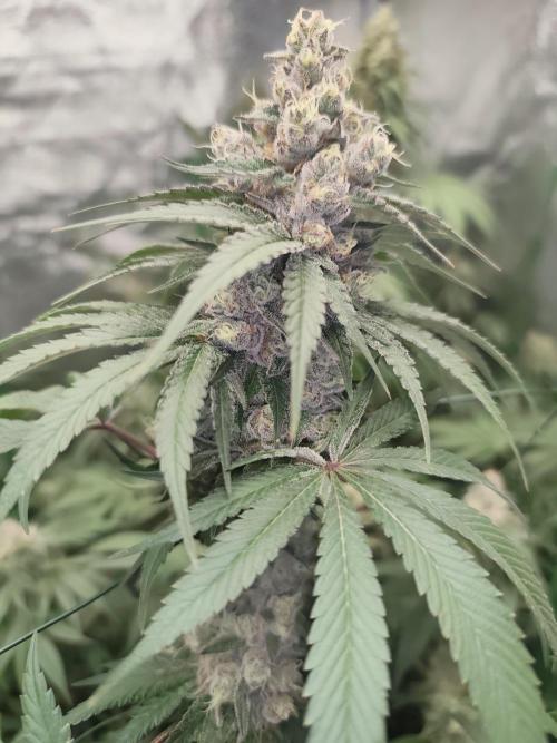 GrowerPrašivec. Week 14