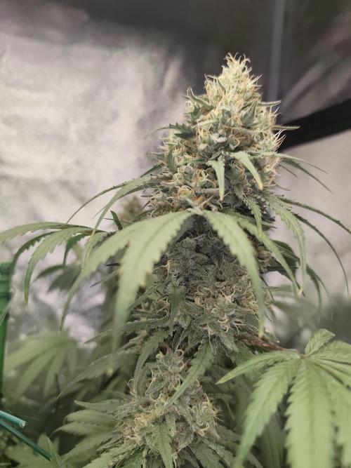 GrowerPrašivec. Week 14