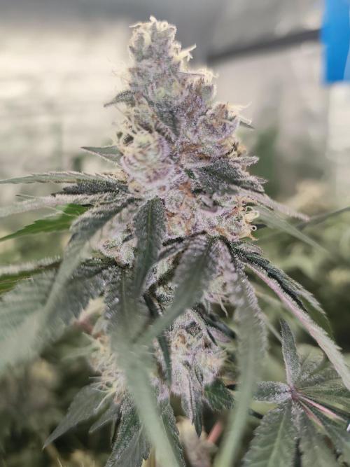 GrowerPrašivec. Week 14