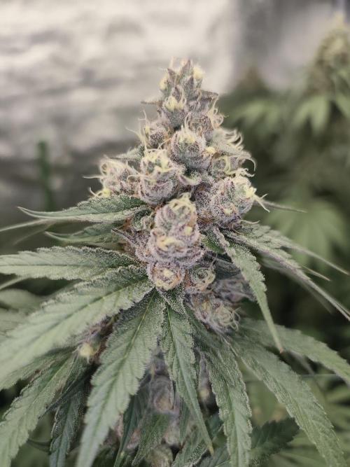 GrowerPrašivec. Week 14