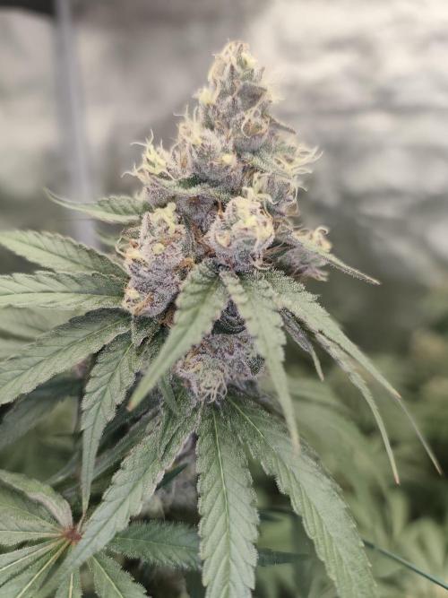 GrowerPrašivec. Week 14