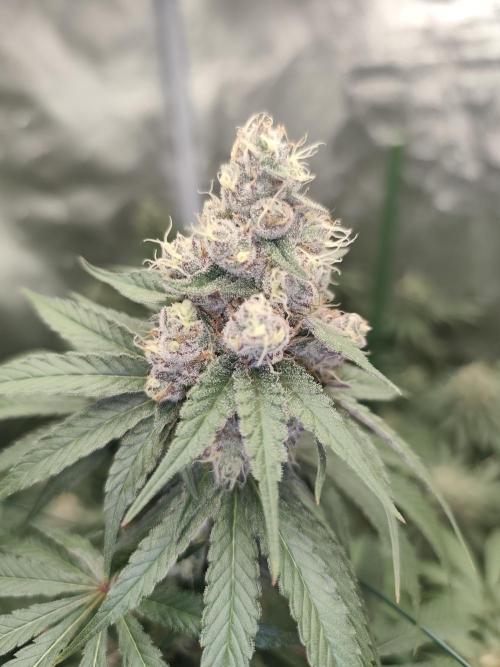 GrowerPrašivec. Week 14