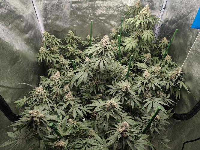 GrowerPrašivec. Week 14