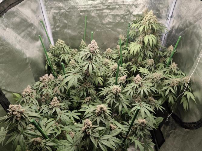 GrowerPrašivec. Week 15