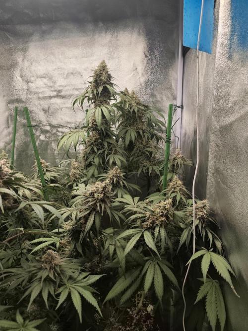 GrowerPrašivec. Week 15