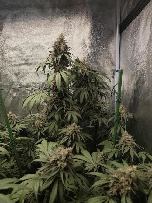 GrowerPrašivec. Week 15