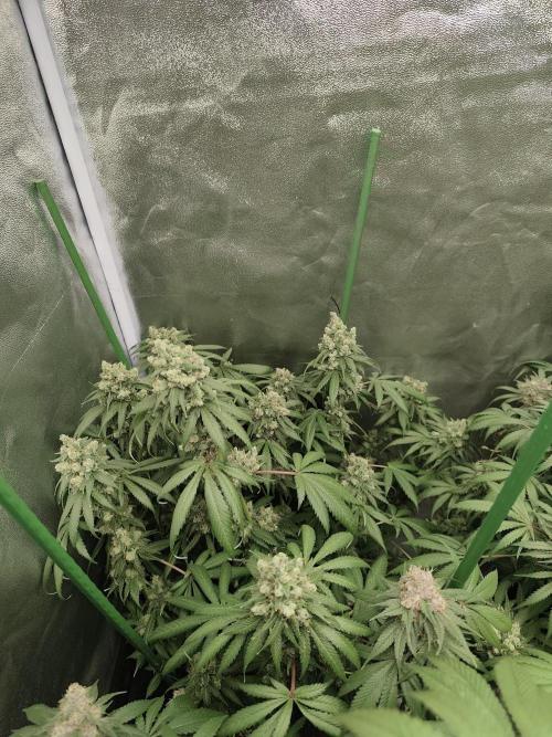 GrowerPrašivec. Week 15
