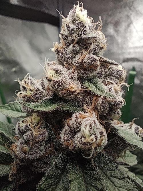 GrowerPrašivec. Week 15