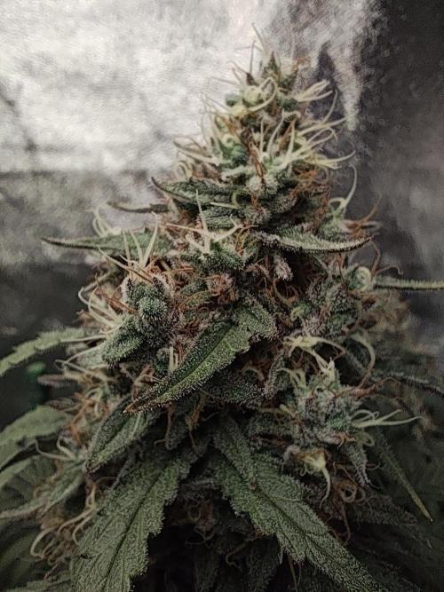 GrowerPrašivec. Week 15