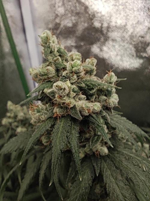 GrowerPrašivec. Week 15