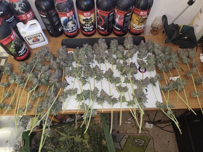 GrowerPrašivec. Week 16
