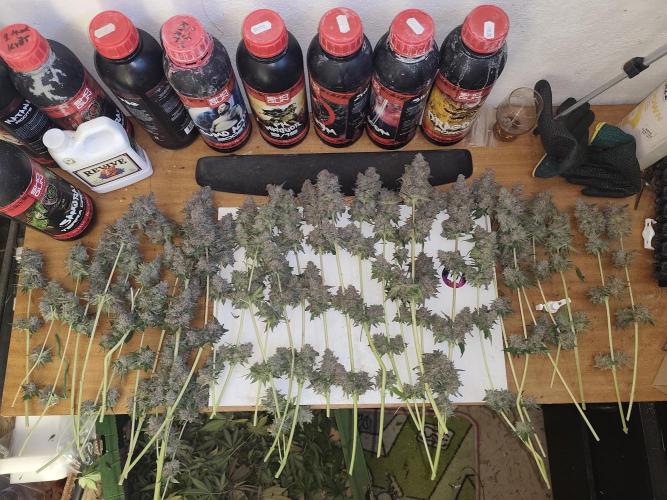 GrowerPrašivec. Week 16
