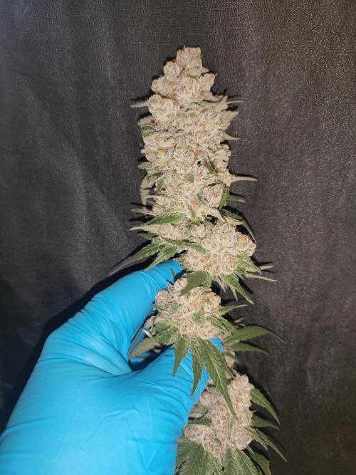 GrowerPrašivec. Week 16